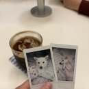 용맹한마케팅 | [대구/중구] 진도 몽실이가 있는 대봉동 카페 노원더커피