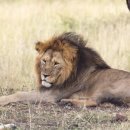 세렝게티 이미지