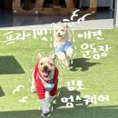 멍스퀘어 | 프라이빗 애견 운동장, 김포 멍스퀘어 방문 후기