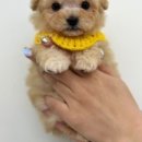 펫프린 이미지