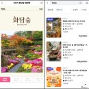 자연숲 | 서울 근교 힐링 여행지, 광주 화담숲 자연 산책 코스