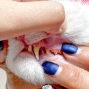 아름동물병원 | 분당 아름동물병원 고양이 스케일링 후기