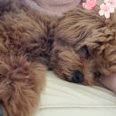 멍품유치원 이미지