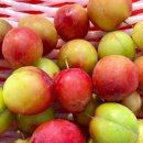 능금농장 이미지