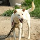 청화오리 이미지