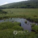 서화면 용늪길 강원 연합뉴스