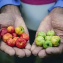 제일농장C 이미지