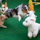 댕댕이연구소 이미지