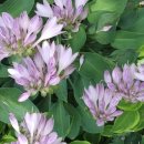 비비추공원 이미지