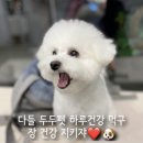 차전펫푸드 이미지