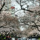 삼익비치B상가시장 | 부산 남천동 삼익비치 벚꽃거리 실시간 개화상황 ft대중교통 및 주차정보