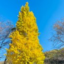 온가을054 이미지