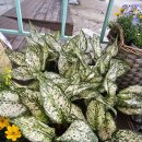 엘플라워 | 처인구꽃집 엘플라워 생일 꽃선물로 만족했던 후기