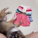 도그아이 | 도그아이 ‘강아지 한복’ 추천 / 추석맞이 내돈내산 🐶