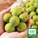 광양매화골농원 영농조합법인 이미지