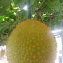 감자바우 이미지