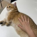 대형카 | 페스룸 카하우스 내돈내산 솔직후기 (고양이 대형 카시트 이동장)
