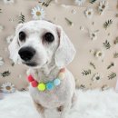 이쁜멍멍 이미지