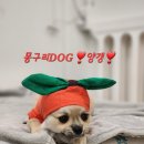 몽구리DOG 이미지