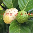 노니