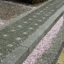 청초화 이미지