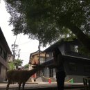 초미사슴 이미지