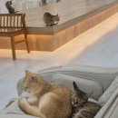 캣플헤븐 천안불당점 | 천안 불당동 데이트 고양이 카페 캣플헤븐 천안불당점 내돈내산 후기