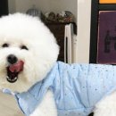 강아지구 이미지