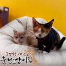 춘천 고양이집 이미지