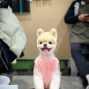 푸치베베 | 충주 애견미용 푸치베베 마루더비 후기