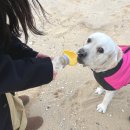 야옹아멍멍해봐 속초점 이미지