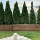 일리스테이 이미지