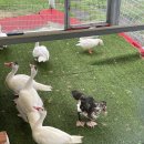 오리들1길 이미지