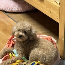 오늘도 뽀송하개 이미지