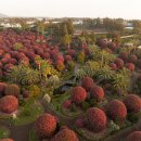 수목원 | 제주동백수목원 후기 및 실시간 개화현황(26.1.4. 기준)