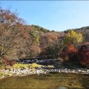 그리고마을 | 11/15(토) 곡교천 은행나무길과 마곡사 그리고 외암리민속마을 여행 후기