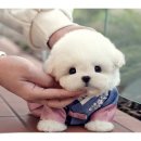 부산강아지분양 미유펫 | 부산강아지분양 직접 비교하고 선택한 후기