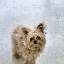 오늘도 너에개 이미지