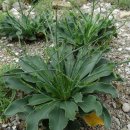 복산리 달천 이미지