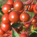 이야기가 있는 사과나무 마을 이미지