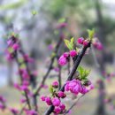 한식디저트(떡,한과,음청류) 이미지