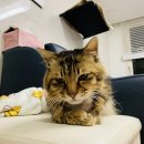 천변1길 이미지