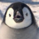 펭귄 이미지