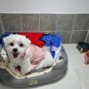 두두펫케어 이미지