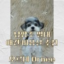 오르네(ornee) 네이버블로그