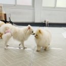 해피컨넬 네이버블로그