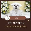 백평애견 미용실 | 광주애견미용실 강아지 스트레스 덜한 크리스타일