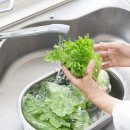 대충 씻으면 기생충 알 그대로 남는다… 상추 씻을 때 반드시 지켜야 할 3단계 이미지