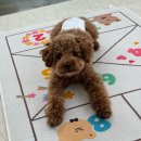 꼬숩당개 이미지