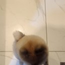 아지트 게임존 | 🎲 아지트 보드게임카페 부천 중동점 방문 후기 🐶